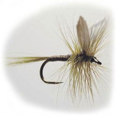 Olive Quill